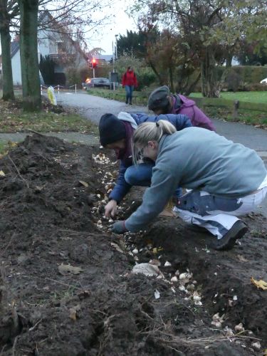 F2 Blumenzwiebel setzen 1